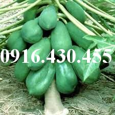 Cây giống đu đủ thái